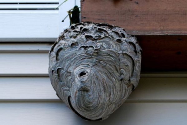 Wasp Nest Removal Toronto