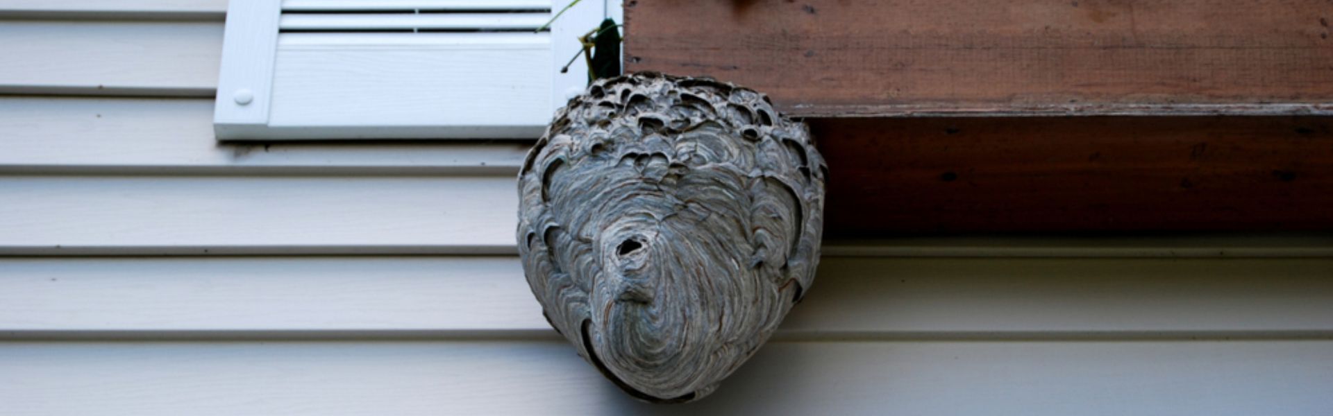 Wasp Nest Removal Toronto: Safely Dealing with Stinging Pests